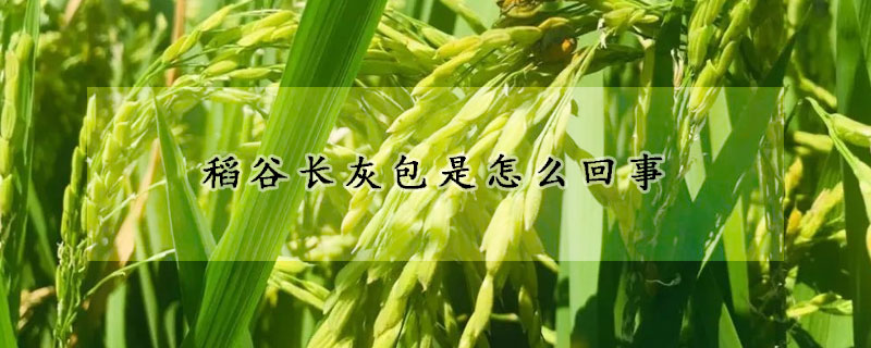 稻穀長灰包是怎麼回事