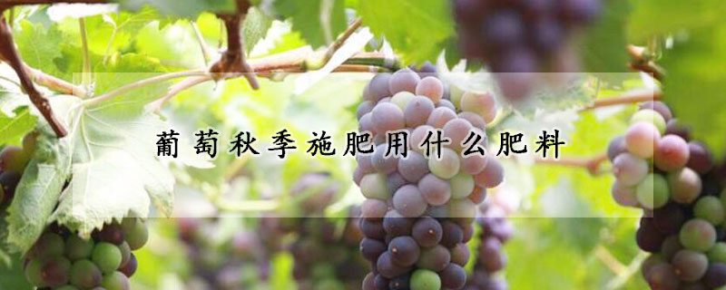 葡萄秋季施肥用什麼肥料