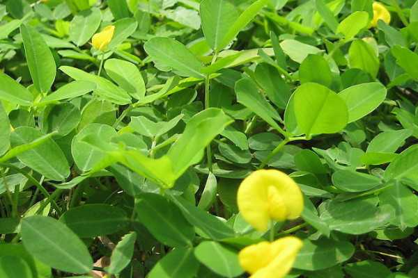 花生高產種植新技術