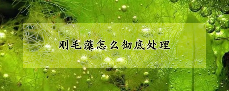 剛毛藻怎麼徹底處理