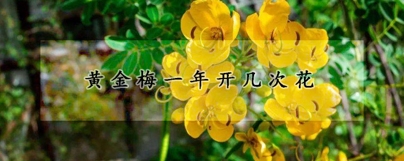 黃金梅一年開幾次花