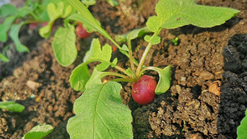 菜地土壤板結如何改良