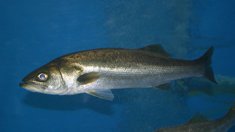 淡水鱸魚的養殖方法