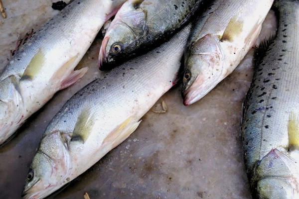 淡水鱸魚的養殖方法