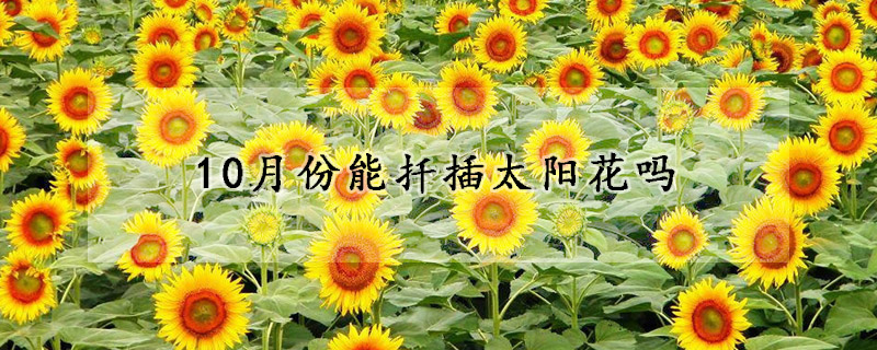 10月份能扡插太陽花嗎