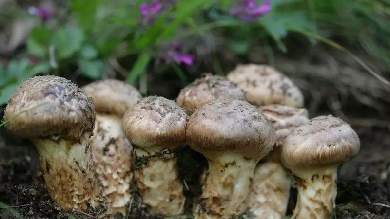 鬆茸菌的種植方法