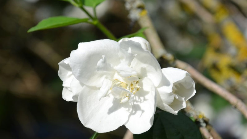 苿利花開花後怎麼修剪