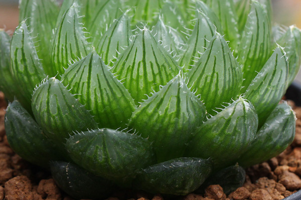 怎麼養多肉植物 新手 注意事項