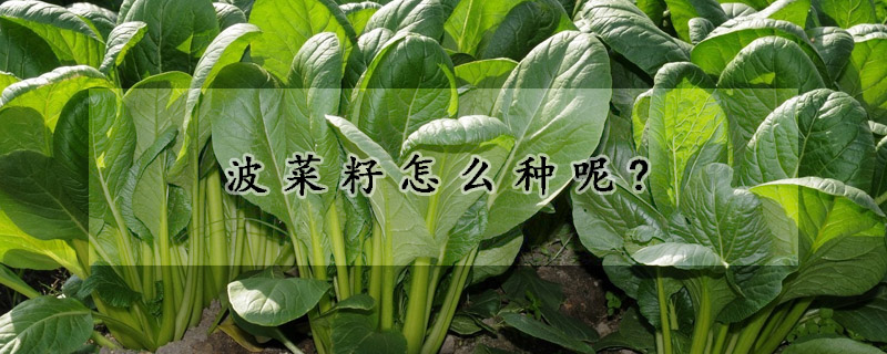 波菜籽怎麼種呢?