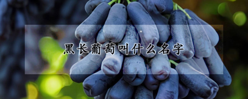 黑長葡萄叫什麼名字