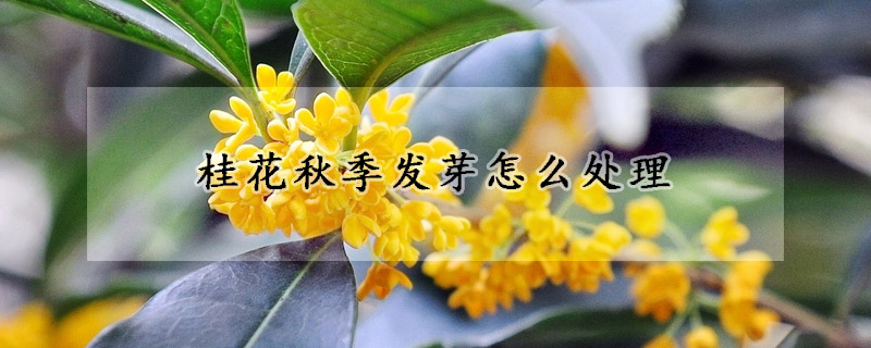 桂花秋季發芽怎麼處理