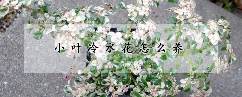 小葉冷水花怎麼養