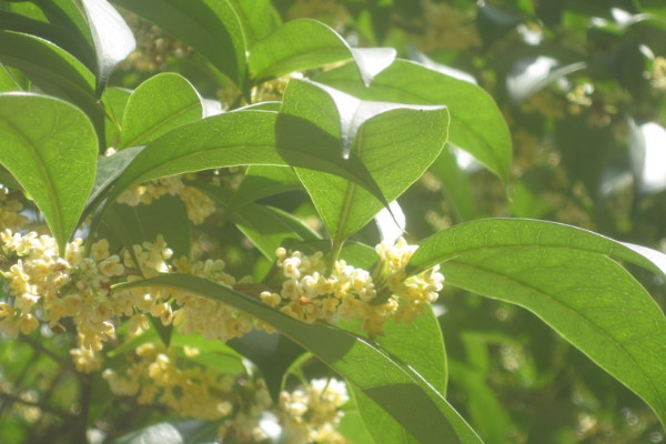 桂花樹修剪時間和方法