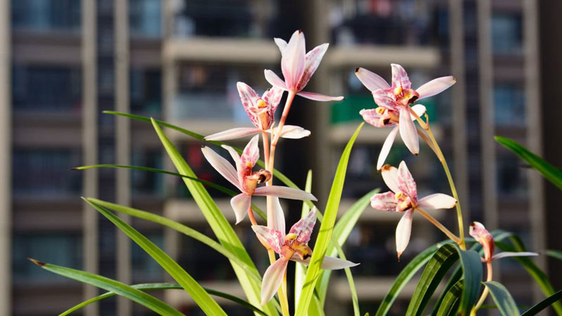 蘭花如何換盆