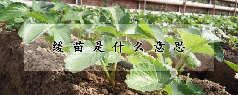 緩苗是什麼意思