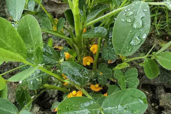 缺氮的植物有什麼症狀