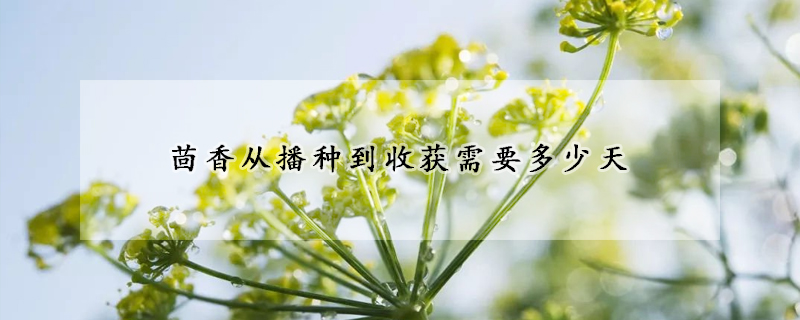 茴香從播種到收獲需要多少天