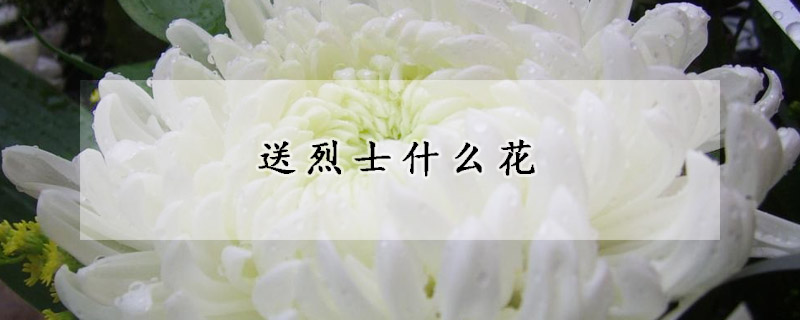 送烈士什麼花