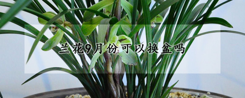 蘭花9月份可以換盆嗎