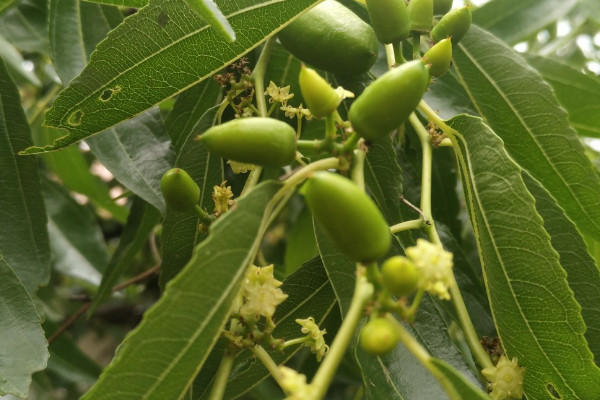 青棗開花後要怎麼打理才掛果