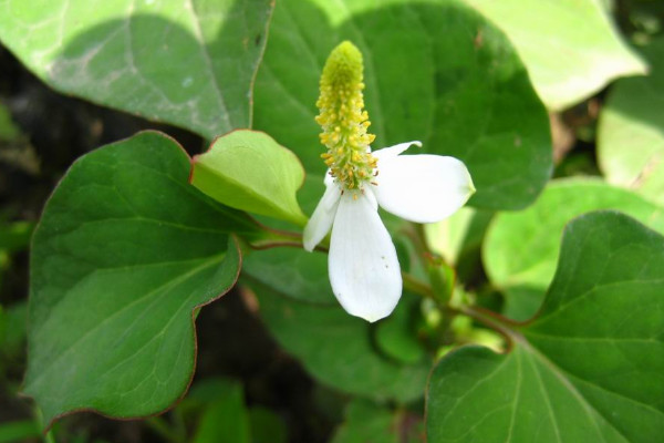 魚腥草怎麼種植方法