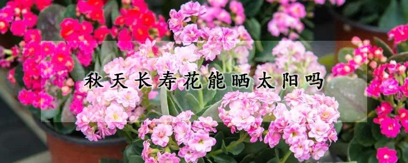 秋天長壽花能曬太陽嗎