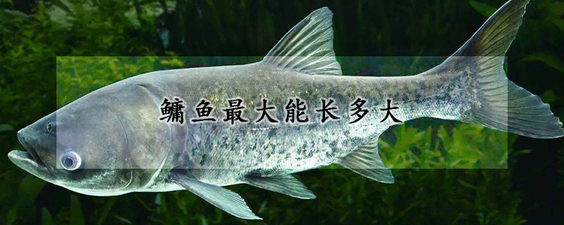 鱅魚最大能長多大