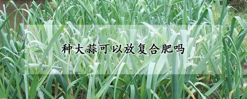 種大蒜可以放複合肥嗎