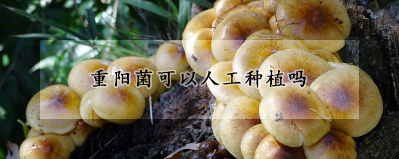 重陽菌可以人工種植嗎