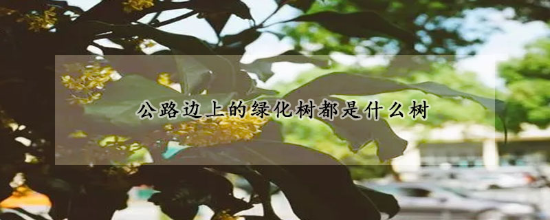 公路邊上的綠化樹都是什麼樹