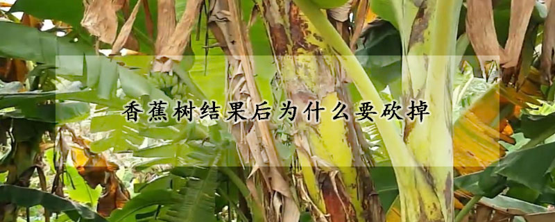 香蕉樹結果後為什麼要砍掉