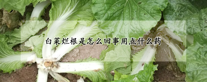 白菜爛根是怎麼回事用點什麼藥