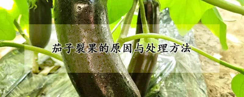 茄子裂果的原因與處理方法