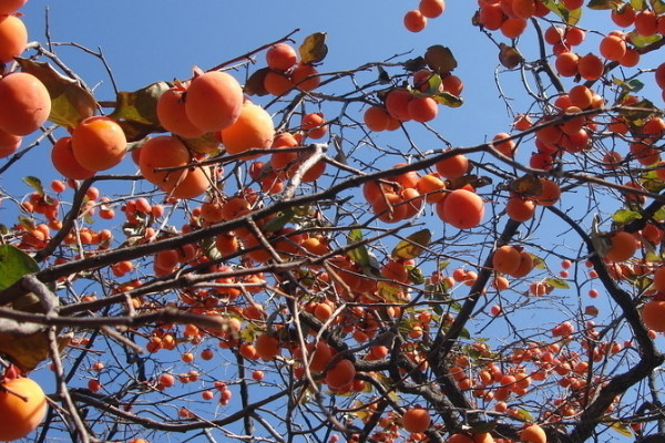 柿子籽怎麼種才能發芽