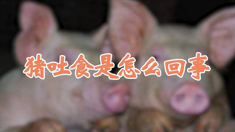 豬吐食是怎麼回事