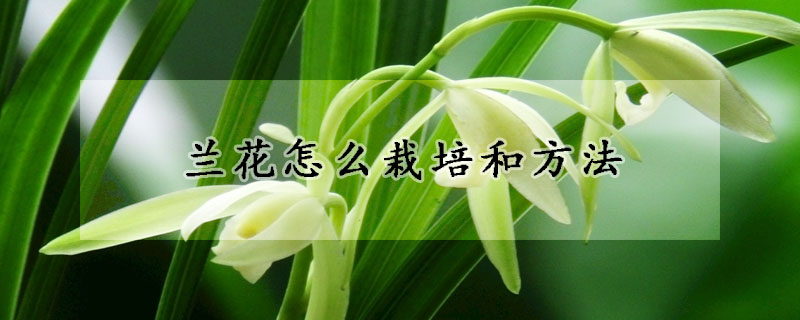 蘭花怎麼栽培和方法