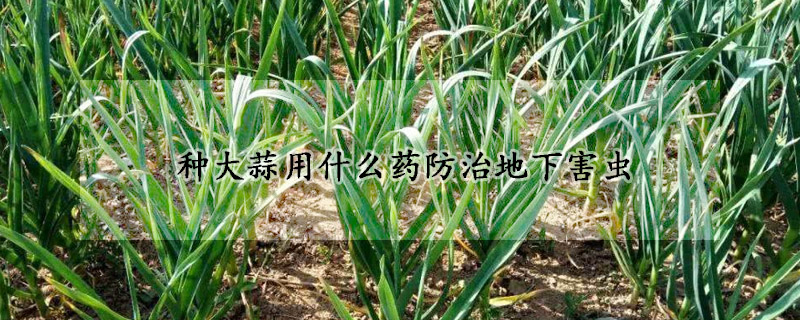 種大蒜用什麼藥防治地下害蟲