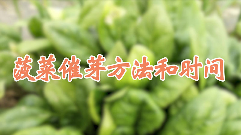 菠菜催芽方法和時間