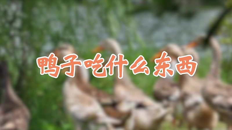 鴨子吃什麼東西