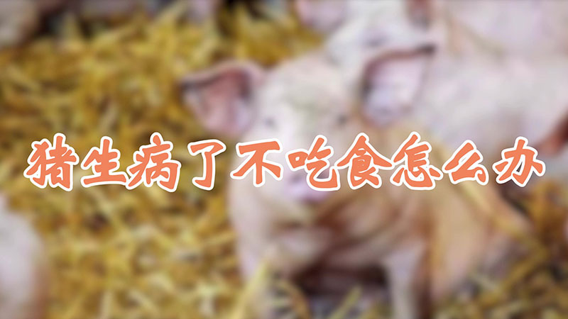 豬生病了不吃食怎麼辦