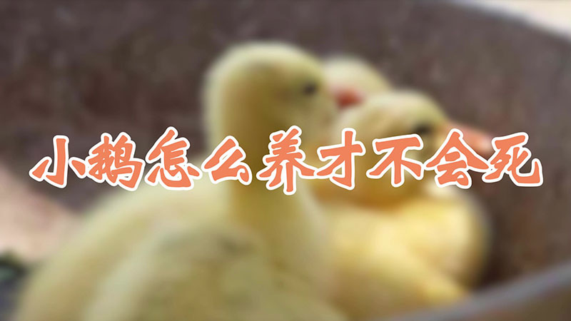 小鵝怎麼養才不會死