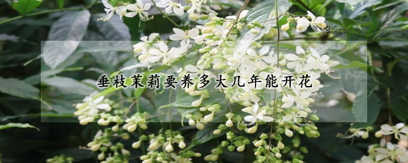 垂枝茉莉要養多大幾年能開花