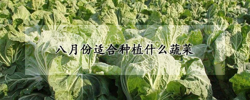 八月份適合種植什麼蔬菜