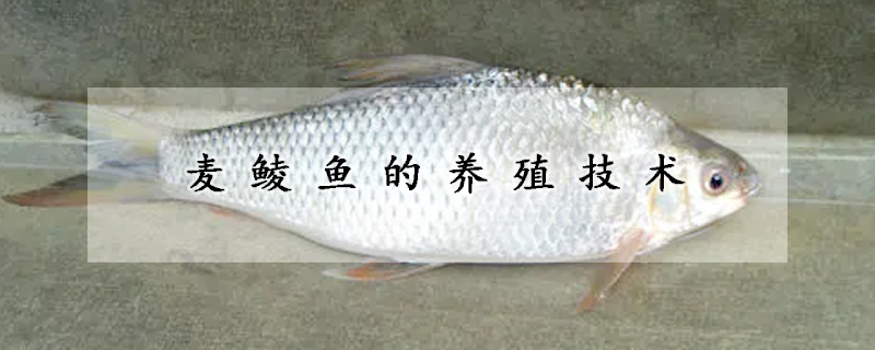 麥鯪魚的養殖技術