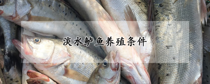 淡水鱸魚養殖條件