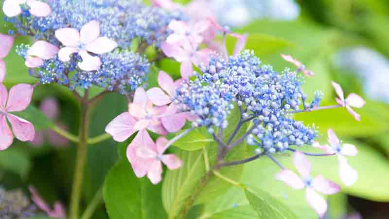 繡球花葉子邊緣幹枯