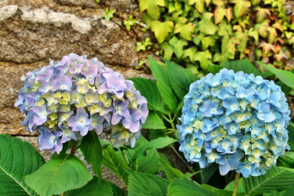 繡球花葉子邊緣幹枯