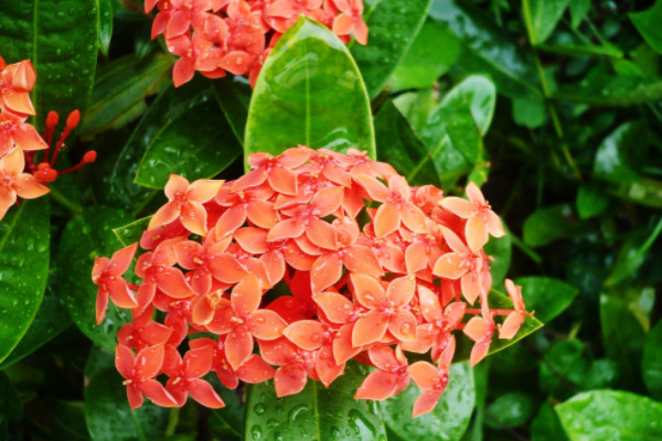 繡球花葉子邊緣幹枯