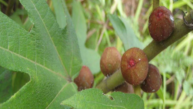 五指毛桃怎麼種植