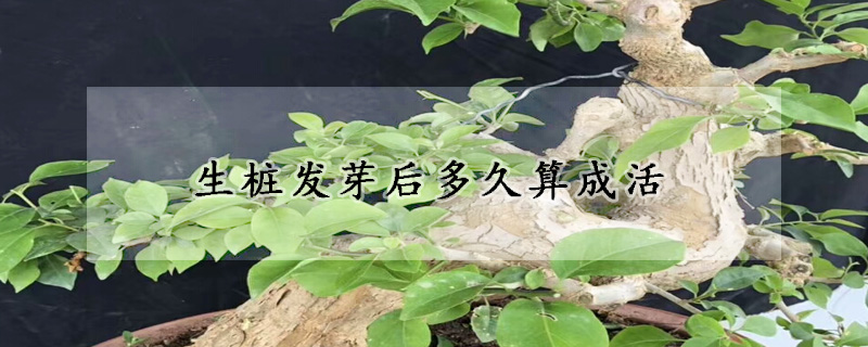 生樁發芽後多久算成活